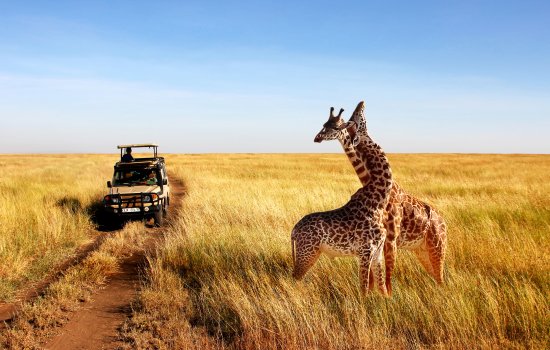 Safari Holidays